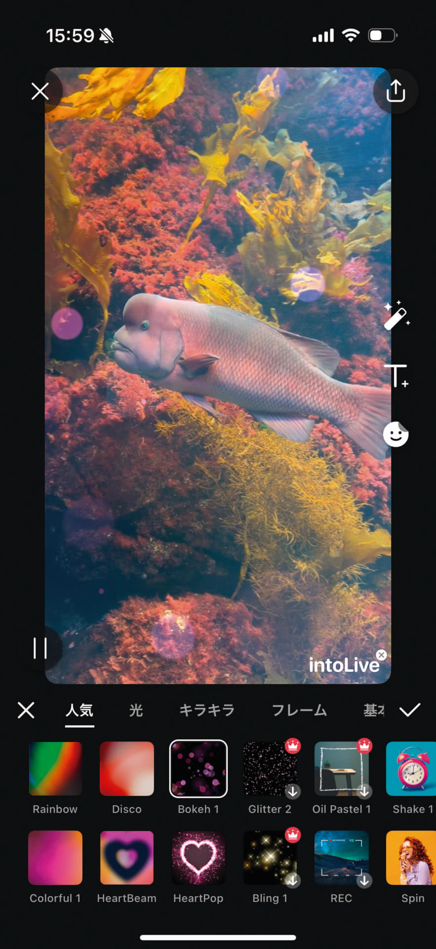 「intoLIVE」アプリで動画からLive Photosを作成します。
